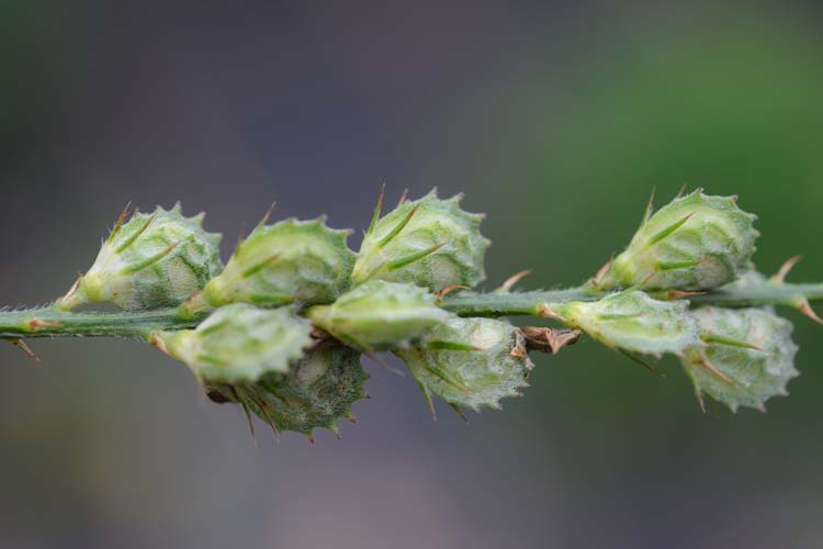 Esparsette (Onobrychis viciifolia)