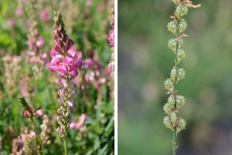 Esparsette (Onobrychis viciifolia)