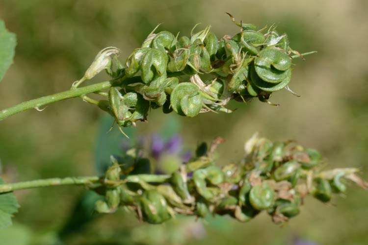 Luzerne (Medicago sativa): Früchte mit den Samen
