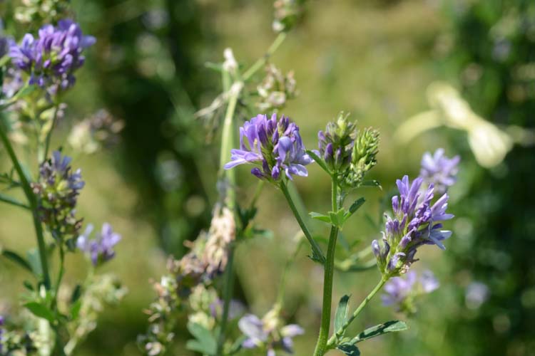 Luzerne (Medicago sativa)