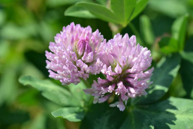 Rotklee (Trifolium pratense)