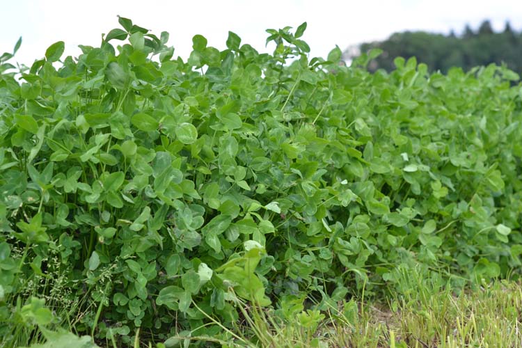 Rotklee (Trifolium pratense)