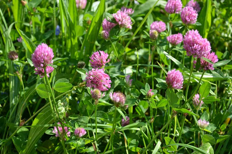 Rotklee (Trifolium pratense)