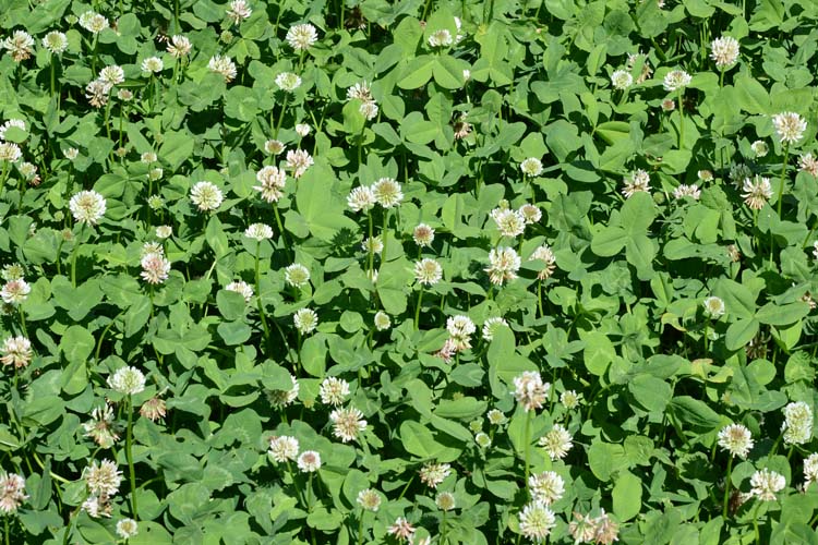 Weissklee (Trifolium repens)