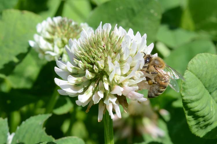 Weissklee (Trifolium repens)