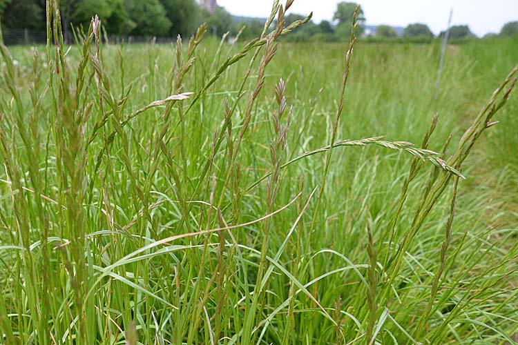 Englisches Raigras / Deutsches Weidelgras (Lolium perenne)