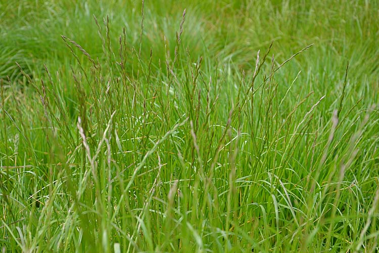 Englisches Raigras / Deutsches Weidelgras (Lolium perenne)