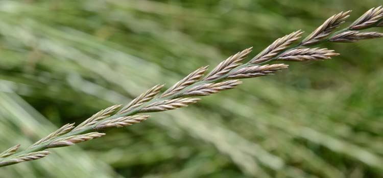 Englisches Raigras / Deutsches Weidelgras (Lolium perenne)