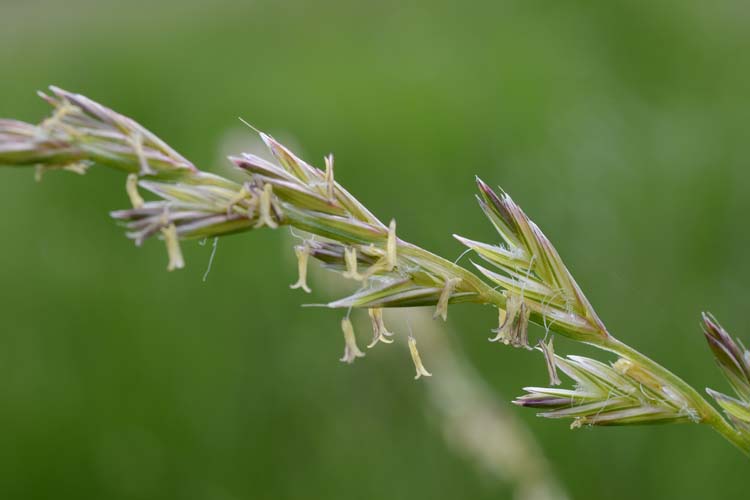 Englisches Raigras / Deutsches Weidelgras (Lolium perenne)