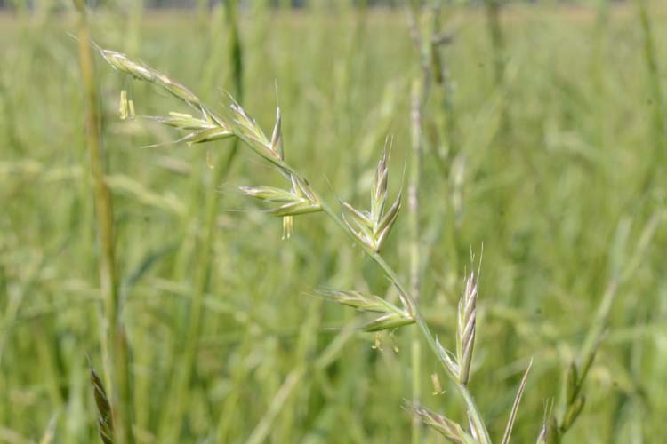 Italienisches Raigras / welsches Weidelgras  (Lolium multiflorum)