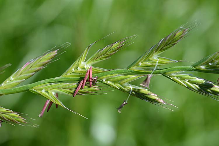 Italienisches Raigras / welsches Weidelgras  (Lolium multiflorum)