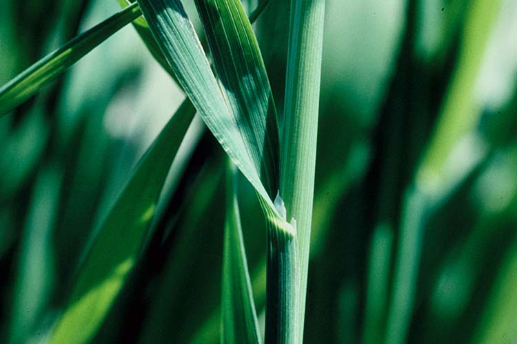 Lieschgras (Phleum pratense)