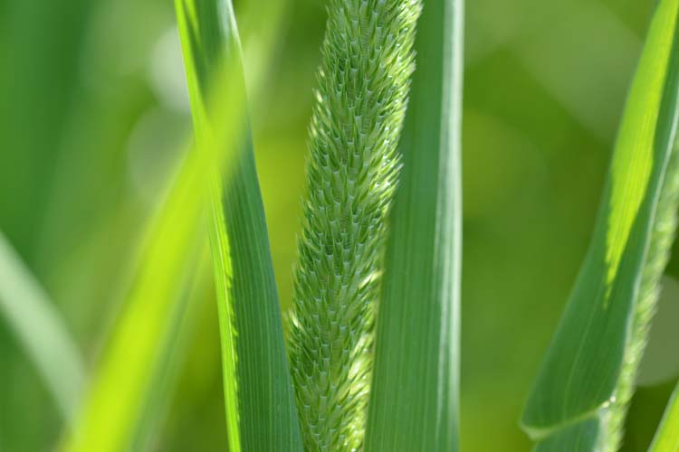 Timothe / Lieschgras (Phleum pratense)