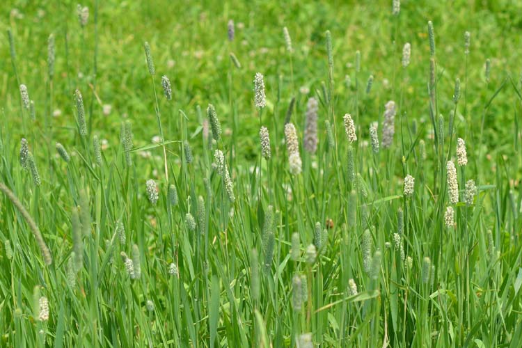 Timothe / Lieschgras (Phleum pratense)