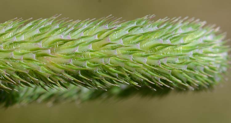 Timothe / Lieschgras (Phleum pratense)