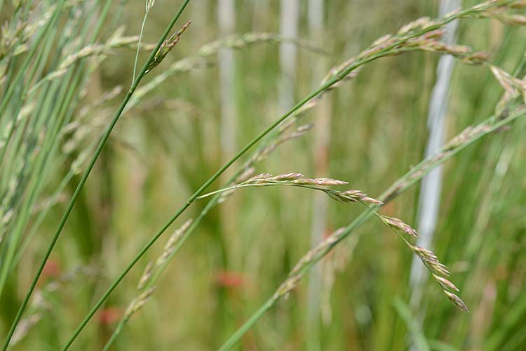 Rohrschwingel (Festuca arundinacea)