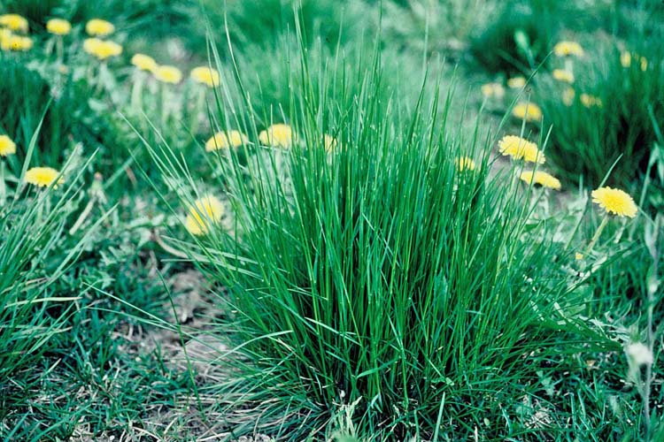 Rotschwingel (Festuca rubra)