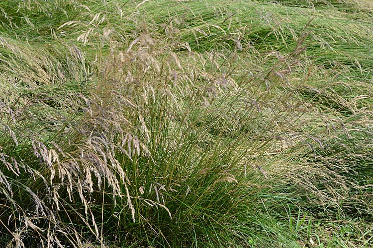 Rotschwingel (Festuca rubra)