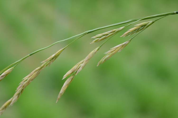 Wiesenschwingel (Festuca pratensis)