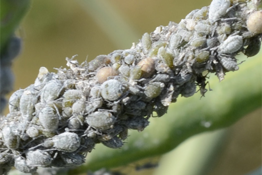 Mehlige Kohlblattlaus (Brevicoryne brassicae)