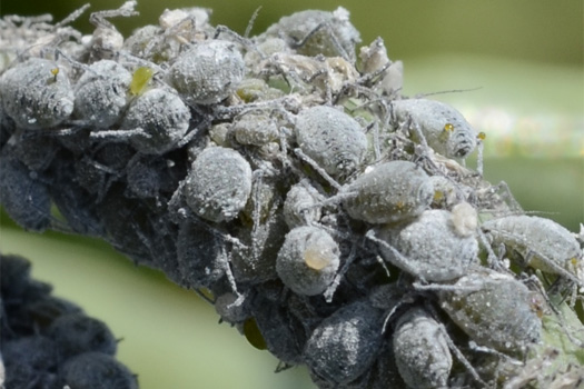 Mehlige Kohlblattlaus (Brevicoryne brassicae)