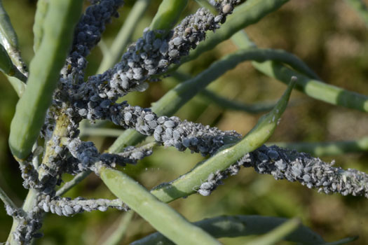 Mehlige Kohlblattlaus (Brevicoryne brassicae)