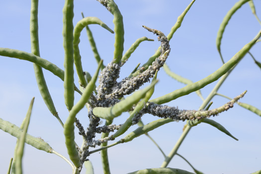 Mehlige Kohlblattlaus (Brevicoryne brassicae)