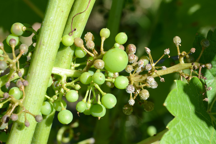 Falscher Mehltau der Rebe (Plasmopora viticola)