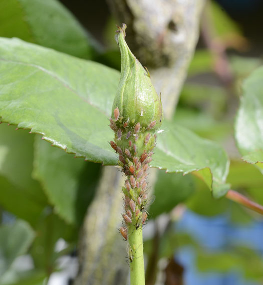 Blattläuse (Macrosiphum rosae)