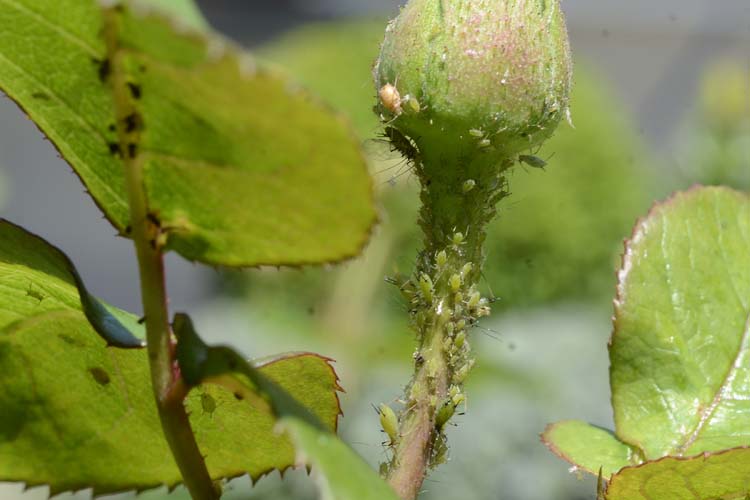 Rosenblattläuse (Macrosiphum rosae)