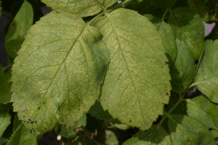 gemeone Spinnmilbe (Tetranychus urticae) an Rosen