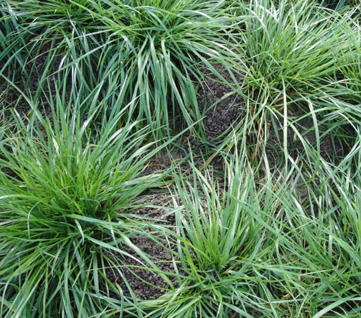 Grosse Wühlmaus (Arvicola terrestris): Erdhaufen