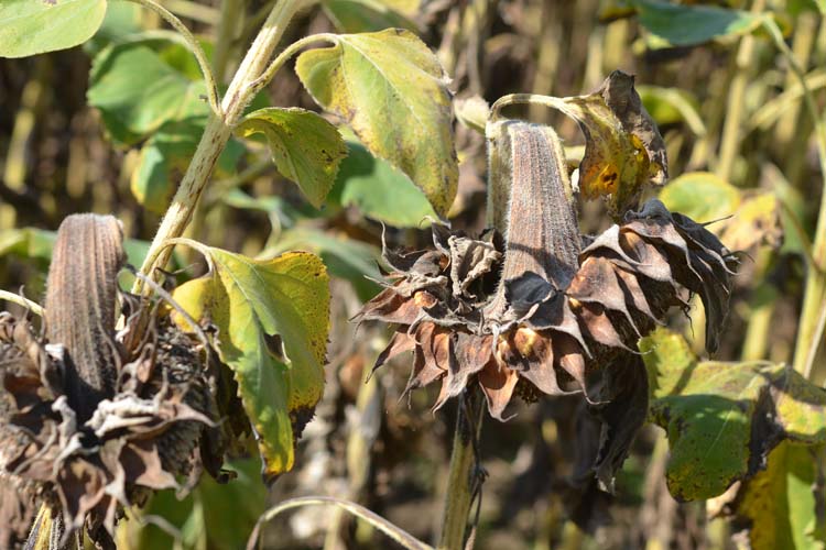 Botrytis Grauschimmelfäule (Botrytis cinerea) an Sonnenblumen