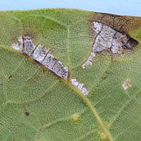 Flaumige Blattflecken (Microstroma juglandis)