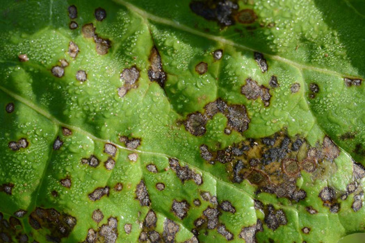 Cercospora Blattflecken an Zuckerrüben (Cercospora beticola)