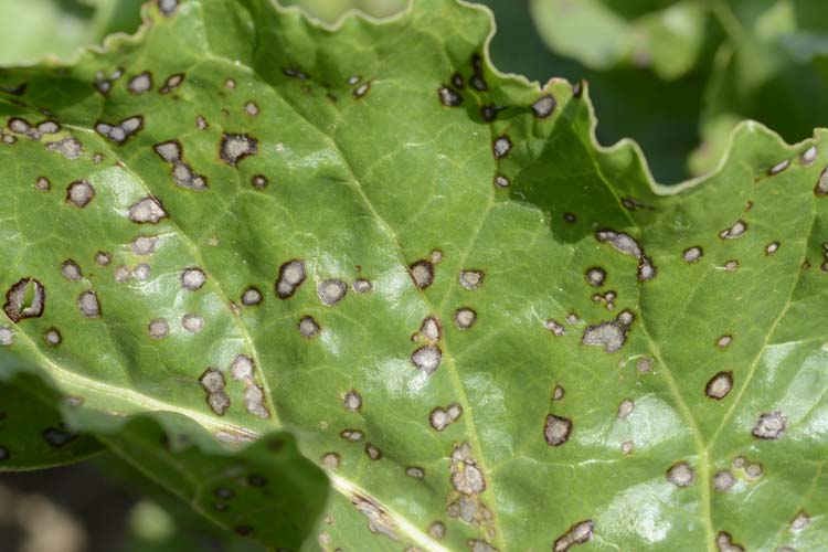 Blattflecken (Cercospora beticola) an Zuckerrueben