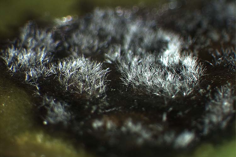Cercospora beticola (Blattfleckenerreger an Zuckerrüben)