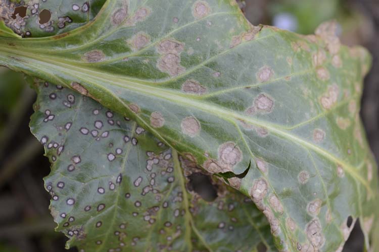 Blattflecken an Zuckerrüben (Ramularia beticola und Cercospora beticola)