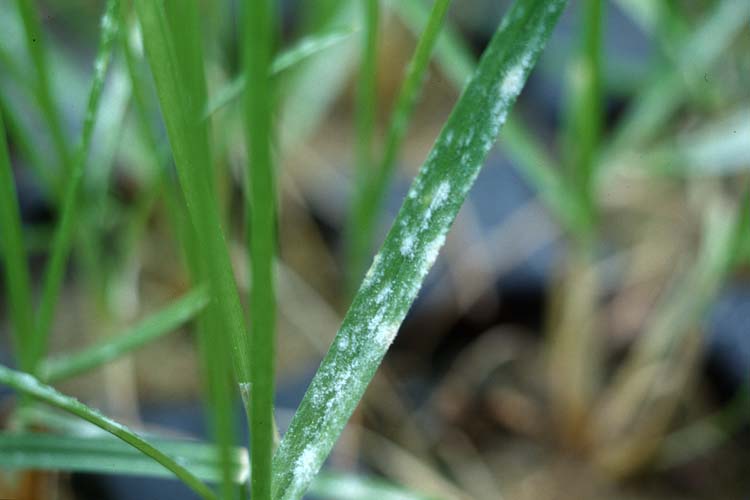 Echter Mehltau der Gräser (Blumeria graminis) an Wiesenrispe (Poa pratensis)