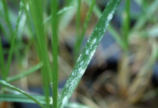echter Mehltau (Blumeria graminis) an Wiesenrispe (Poa pratensis)