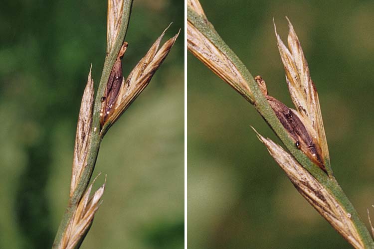 Mutterkorn (Claviceps purpurea) an Raigras, Honigtau mit Konidien