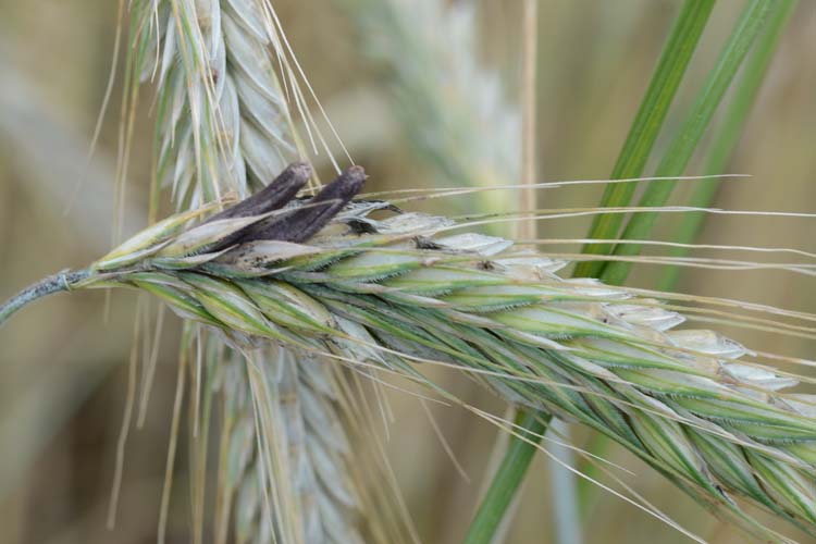 Mutterkorn (Claviceps purpurea) an Roggen