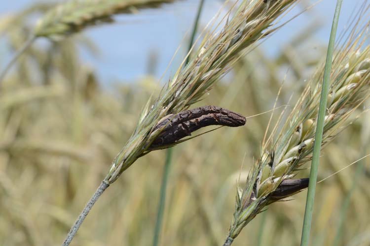 Mutterkorn (Claviceps purpurea) an Roggen