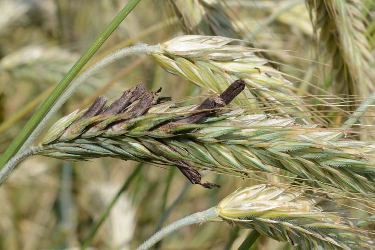 Mutterkorn (Claviceps purpurea) an Roggen