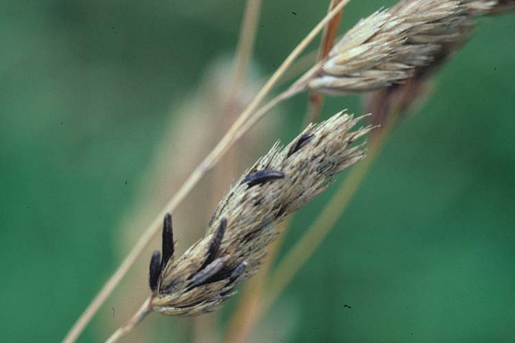 Mutterkorn (Claviceps purpurea) an Knaulgras