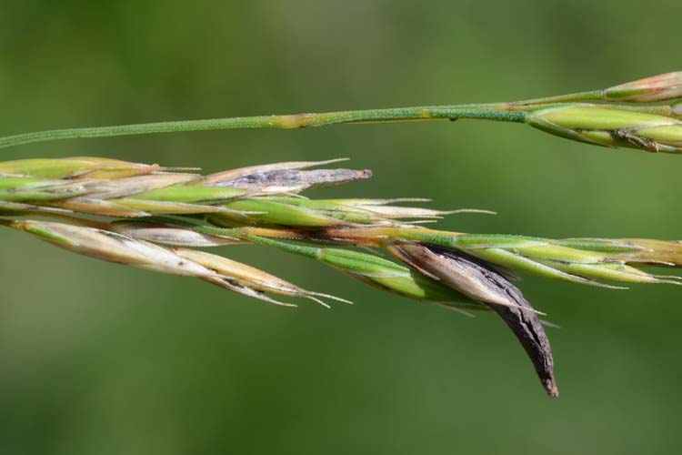 Mutterkorn (Claviceps purpurea) an Rotschwingel