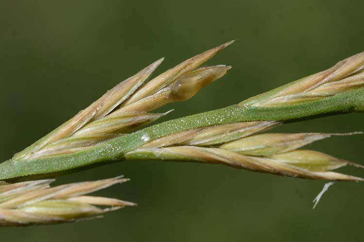 Mutterkorn (Claviceps purpurea) an Weidelgras, Ausscheidung von Honigtau