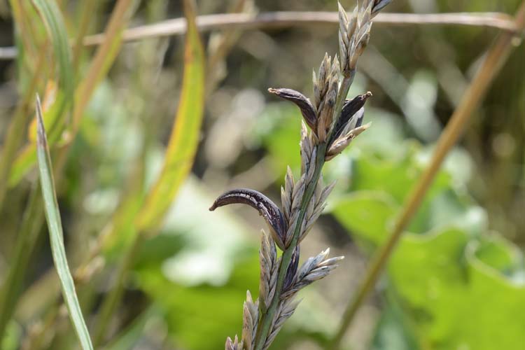 Mutterkorn (Claviceps purpurea) an Weidelgras / Raigras