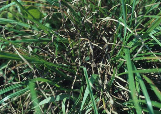 Anthraknose (Colletotrichum graminicola) an Englischem Raigras