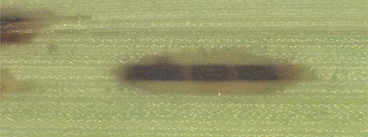 junger Blattfleck (Drechslera poae) an Wiesenrispe